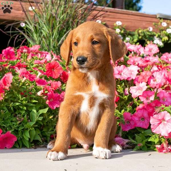 Jackson, Labradoodle Puppy